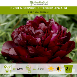 Пион молочноцветковый Армани
