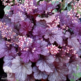 Сверхвыгодный микс! Гейхера Венус + Гейхера Шанхай + Гейхера Литтл Кьюти Пеперминт