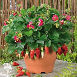 Земляника садовая Тоскана F1