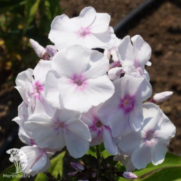 Флокс метельчатый Медовый месяц