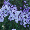 Флокс метельчатый Юник Олд Блю фото 1 