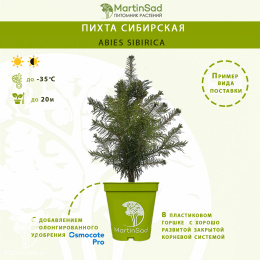 Пихта сибирская