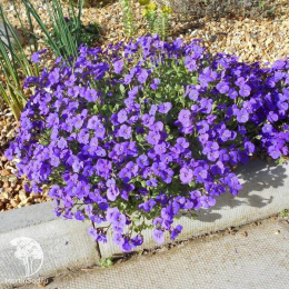 Аубреция Ксения (вид: обриета гибридная, темно-фиолетовый) Евро