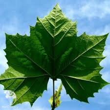  Платан клёнолистный Эль Гордо