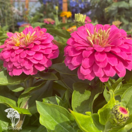 Цинния георгиновидная "Фэнтези" F1 Античный Розовый