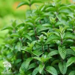 Мята перечная Тархун