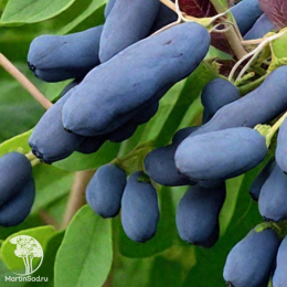 Жимолость камчатская Крупноплодная