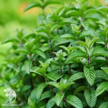 Фото Мята перечная Тархун