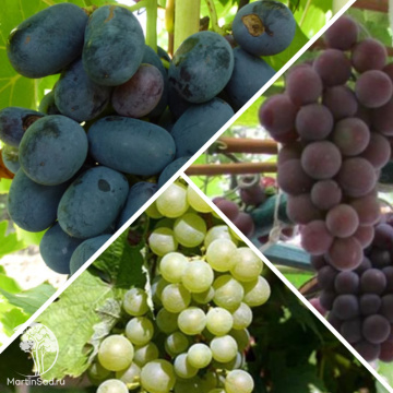 Фото Сверхвыгодный комплект! Виноград Аня + Виноград Русский Конкорд + опылитель Виноград Маркиз