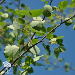 Тополь дрожащий Пендула на штамбе