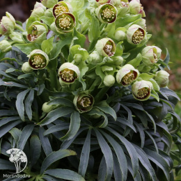 Морозник вонючий