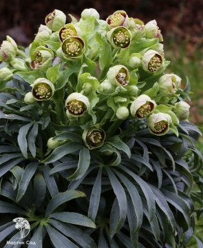 Фото Морозник вонючий