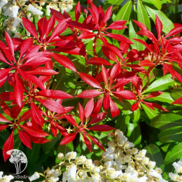 Пиерис японский Маунтин фаер