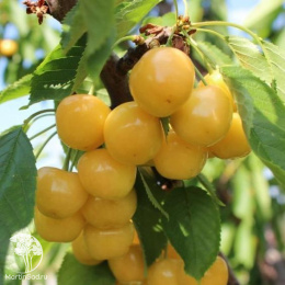 Черешня гибрид Дрогана + Мичуринка