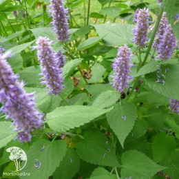 Многоколосник фенхельный