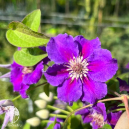 Клематис Ашва