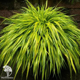 Хаконехлоа большая Ауреола