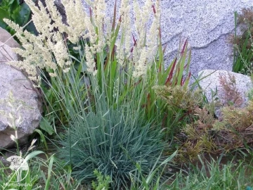 Фото Келерия сизая Пигмея