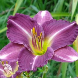 Лилейник Вудсайд Аметист