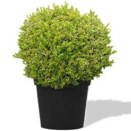 Самшит мелколистный Голден Триумф