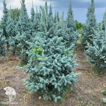 Фото Ель колючая Ретрофлекса