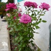 Роза чайно-гибридная Пароле на штамбе фото 2 