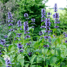 Котовник кубанский