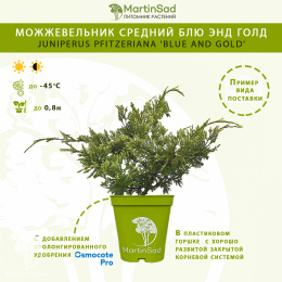 Можжевельник средний Блю энд Голд