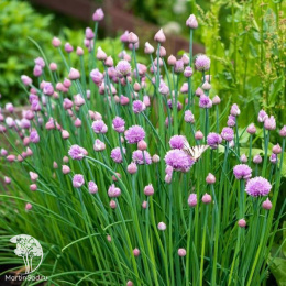 Лук шнитт Пинк Уан