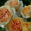 Роза чайно-гибридная Кэндллайт фото 2 