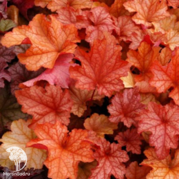 Сверхвыгодный микс! Гейхера Лаймейд + Гейхера Саузен Комфорт + Гейхера Паприка