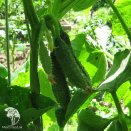 Огурец Кузя F1