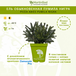 Ель обыкновенная Пумила Нигра