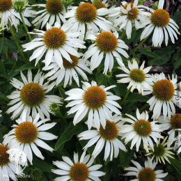 Эхинацея Белый лебедь
