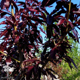 Персик краснолистный Бургунди