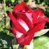 Роза чайно-гибридная Люксор фото 4 