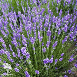 Лаванда узколистная Блю Сент