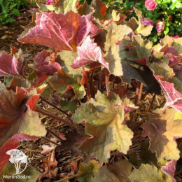Сверхвыгодный микс! Гейхера Саузен Комфорт + Гейхера Карамель + Гейхера Биг Топ Бронз
