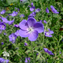 Герань гибридная Бруксайд