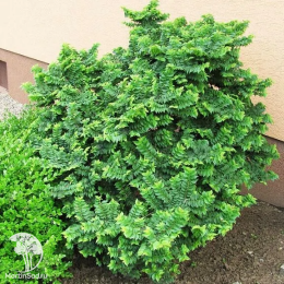 Вяз малый Жаклин Хилье на штамбе