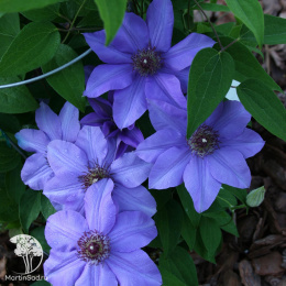 Клематис Рамона