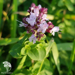 Душица Мила (орегано) автор.