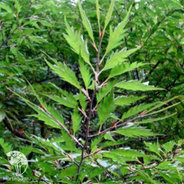 Бук лесной Инкиса