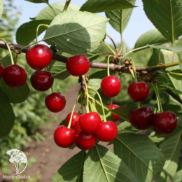 Вишня (дюк) Ивановна