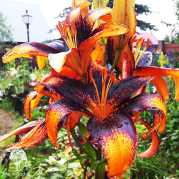 Лилия Азиатская Танго Париж Харт