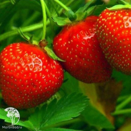 Земляника Дочь Берегини