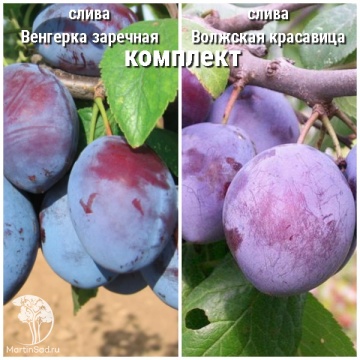 Фото Сверхвыгодный комплект! Слива Венгерка заречная + опылитель слива Волжская красавица