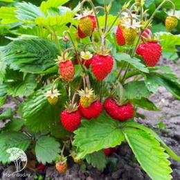 Земляника лесная Регина