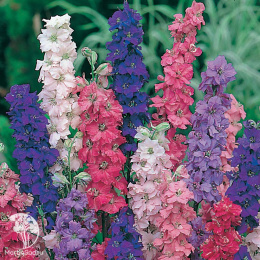 Дельфиниум однолетний Летний танец