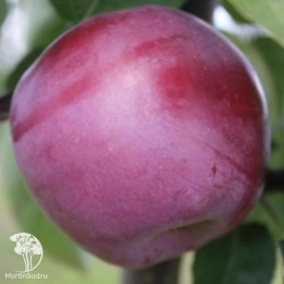 Яблоня Спартан